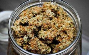 Custom Cannabis for better treatment