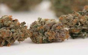 Health Benefits Of Marijuana