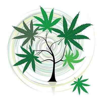 Cannabis and development of human