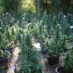 Studies on Medical Marijuana